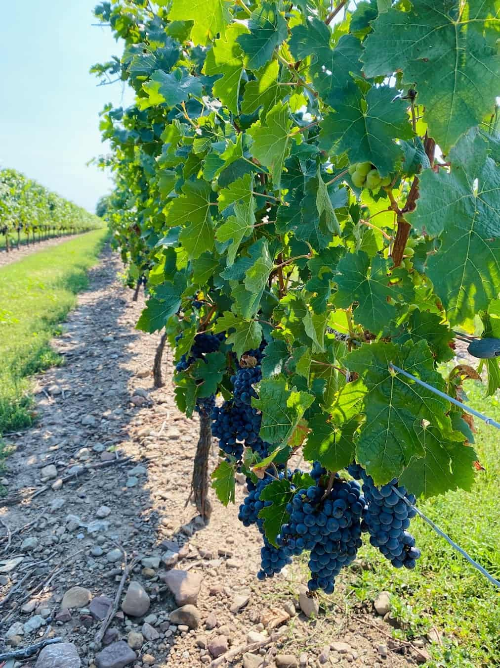 Peller Estates Winery, Canada