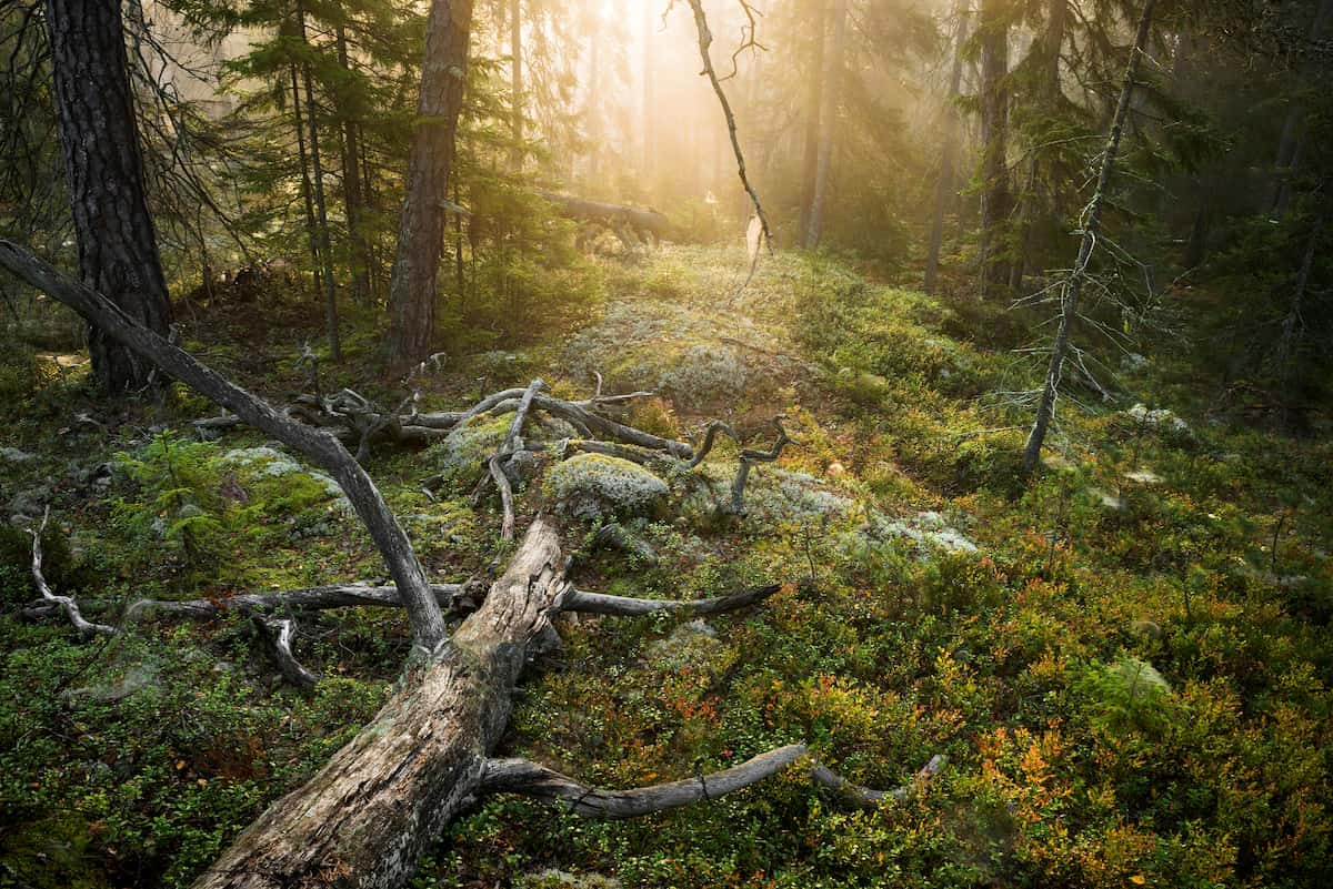 Sweden, Tyresta National Park