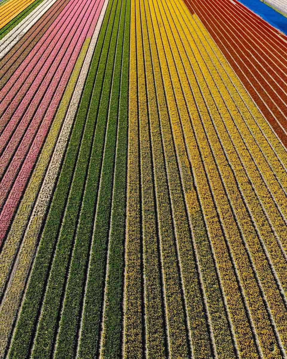 Tulip Fields, Amsterdam