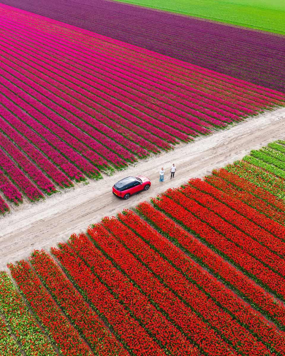 Tulip Fields, Amsterdam