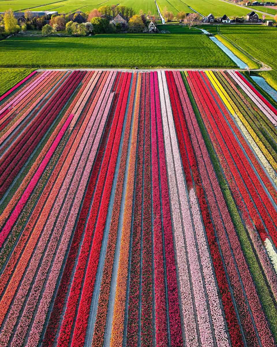 Tulip Fields, Amsterdam