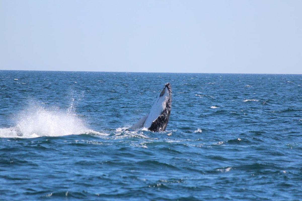 Whale Watching Along the Coast in Perth