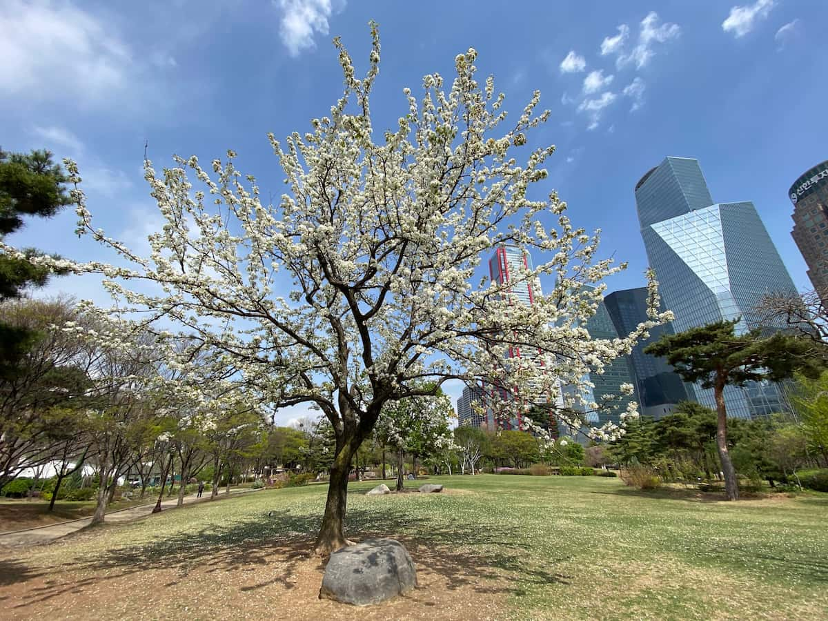 Yeouido Park