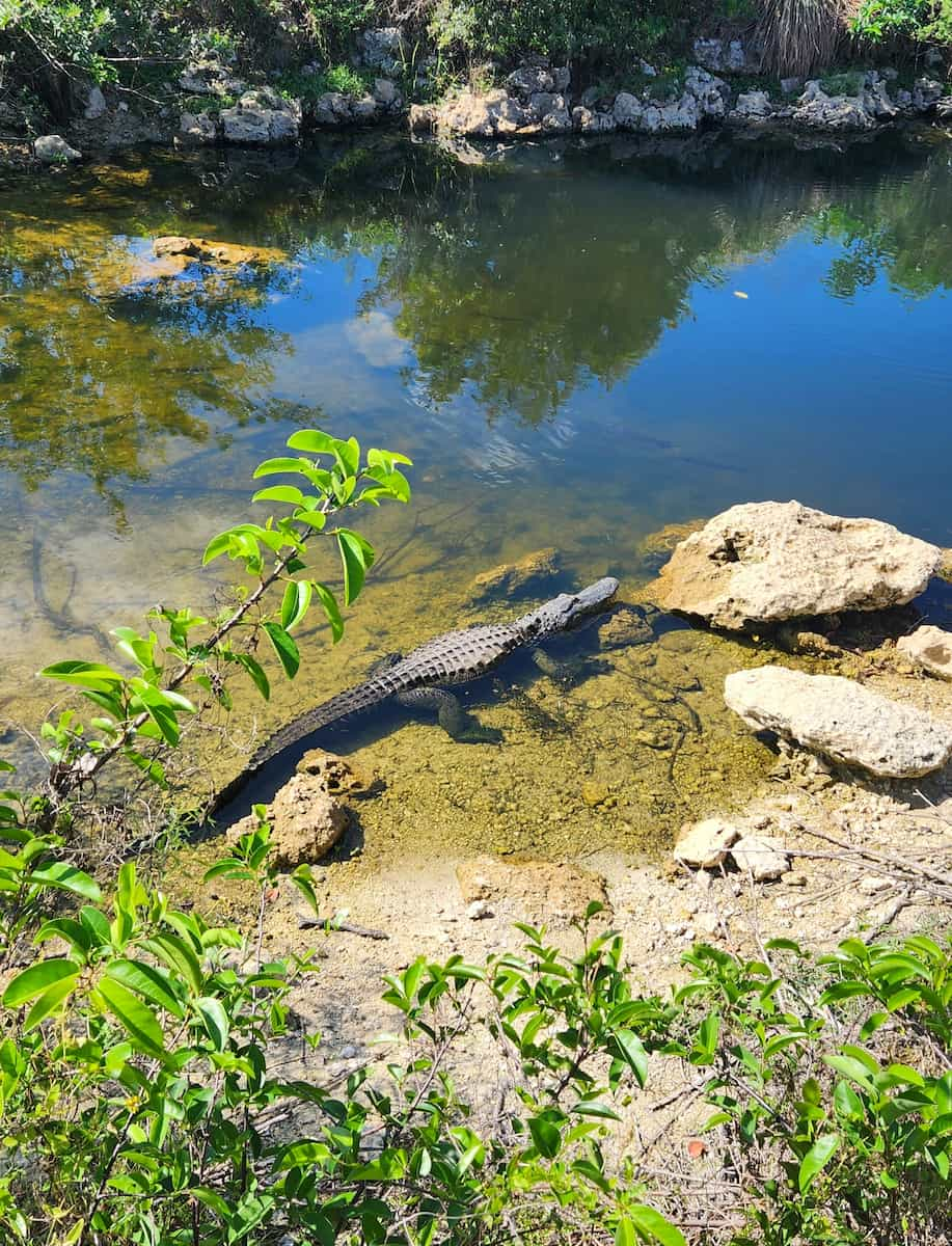 Big Cypress Fort Lauderdale