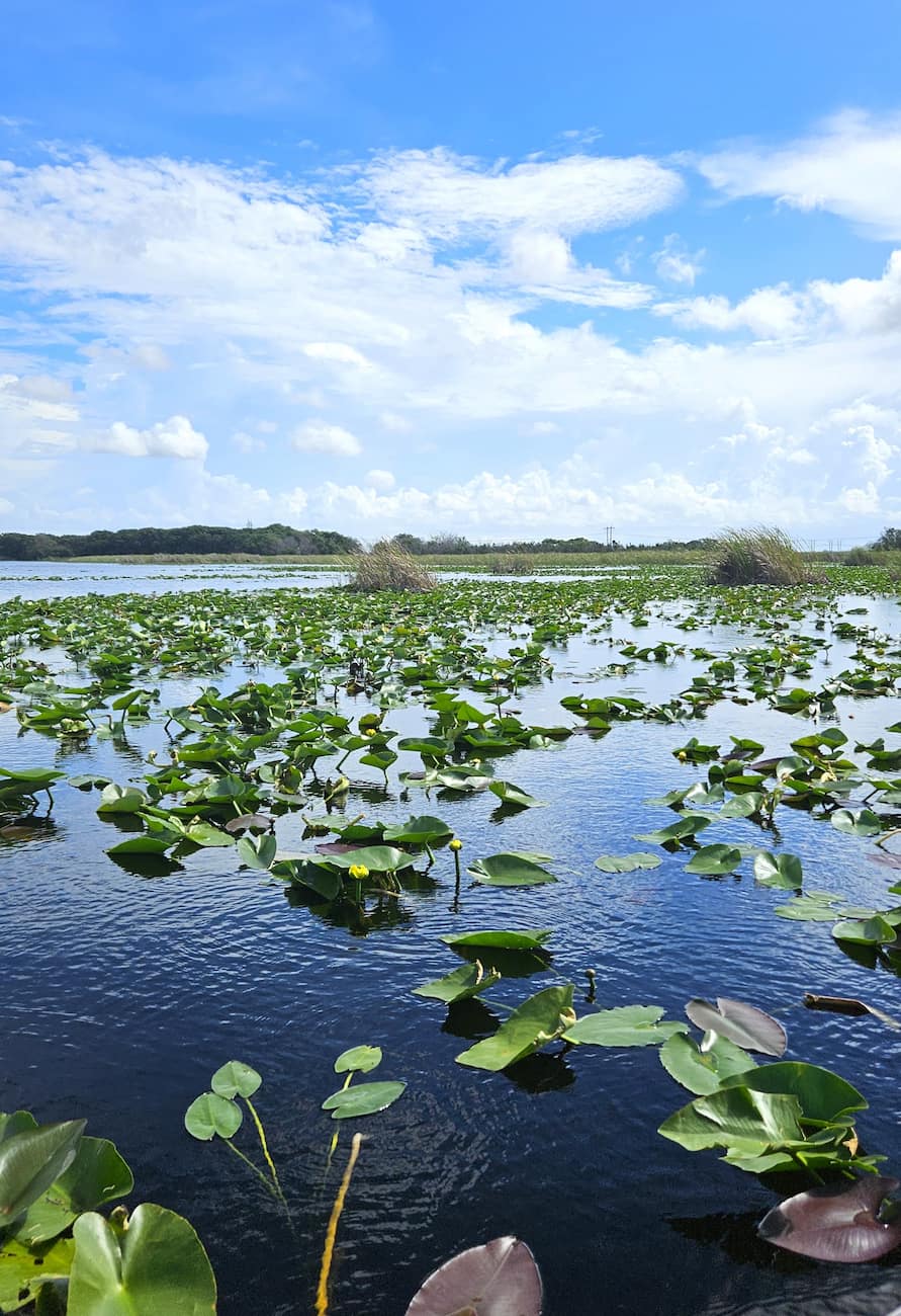 Sawgrass Recreation Park