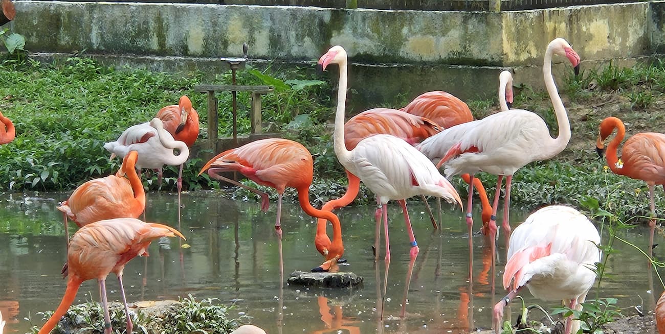 Zoo Negara