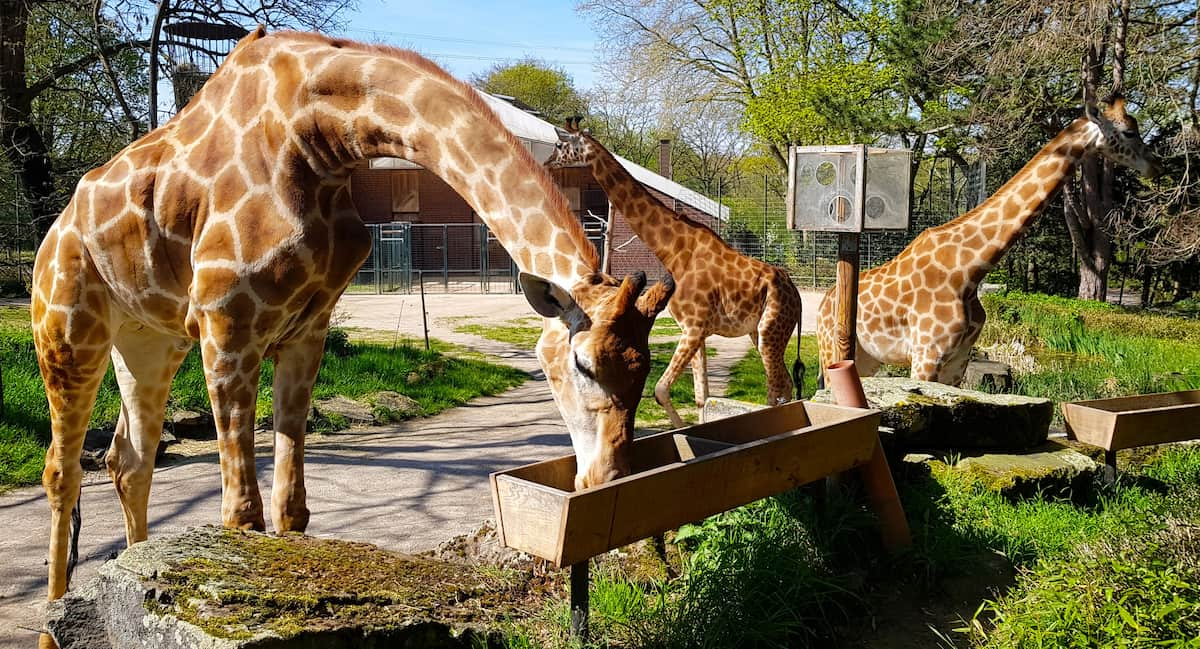 Dortmund Zoo