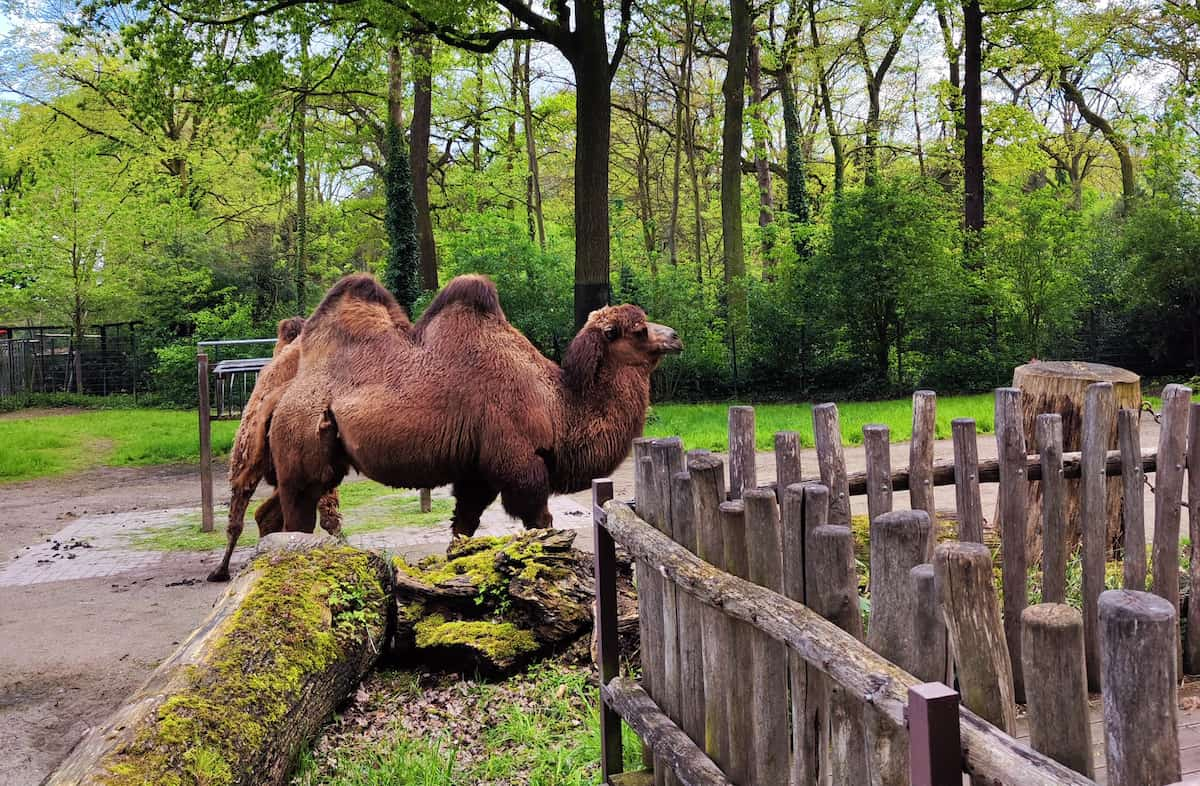 Dortmund Zoo