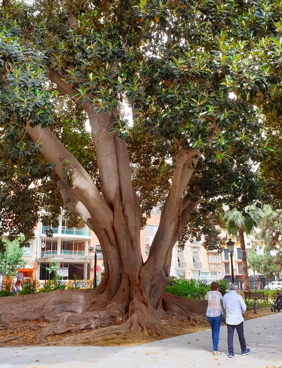 Floridablanca Gardens Murcia