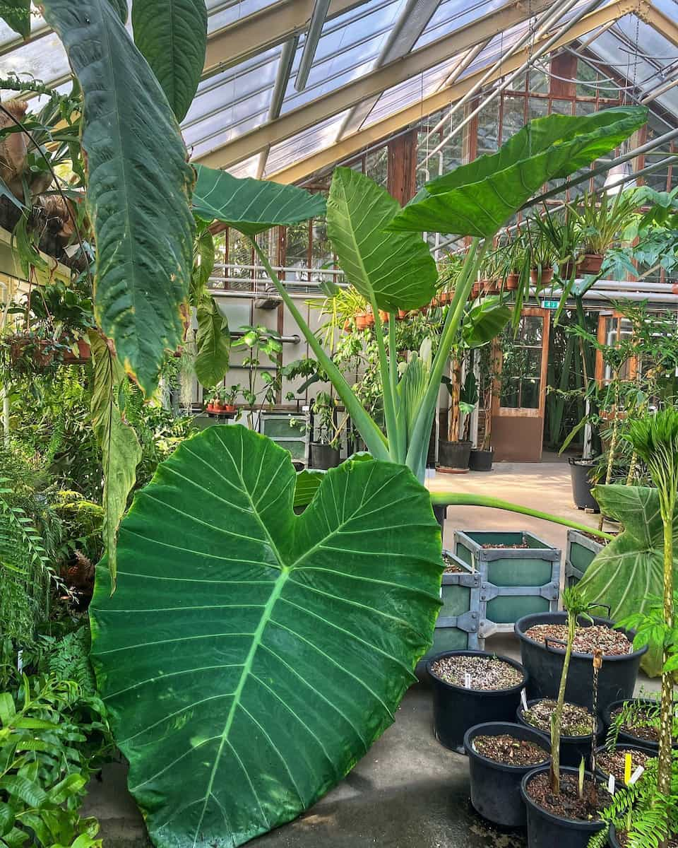 Hortus Botanicus, Leiden