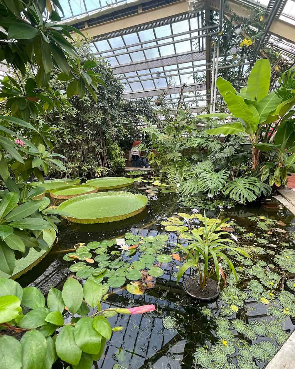 Hortus Botanicus, Leiden