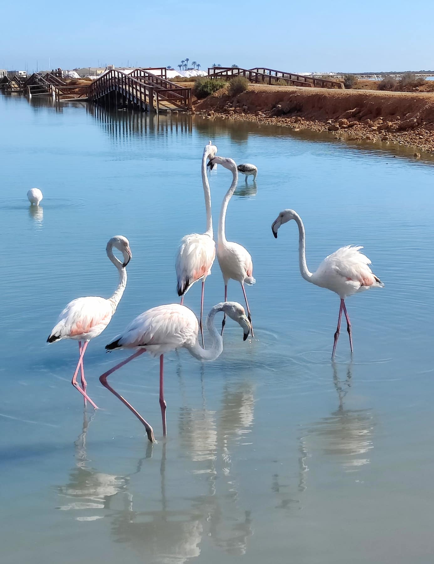 San Pedro del Pinatar Murcia