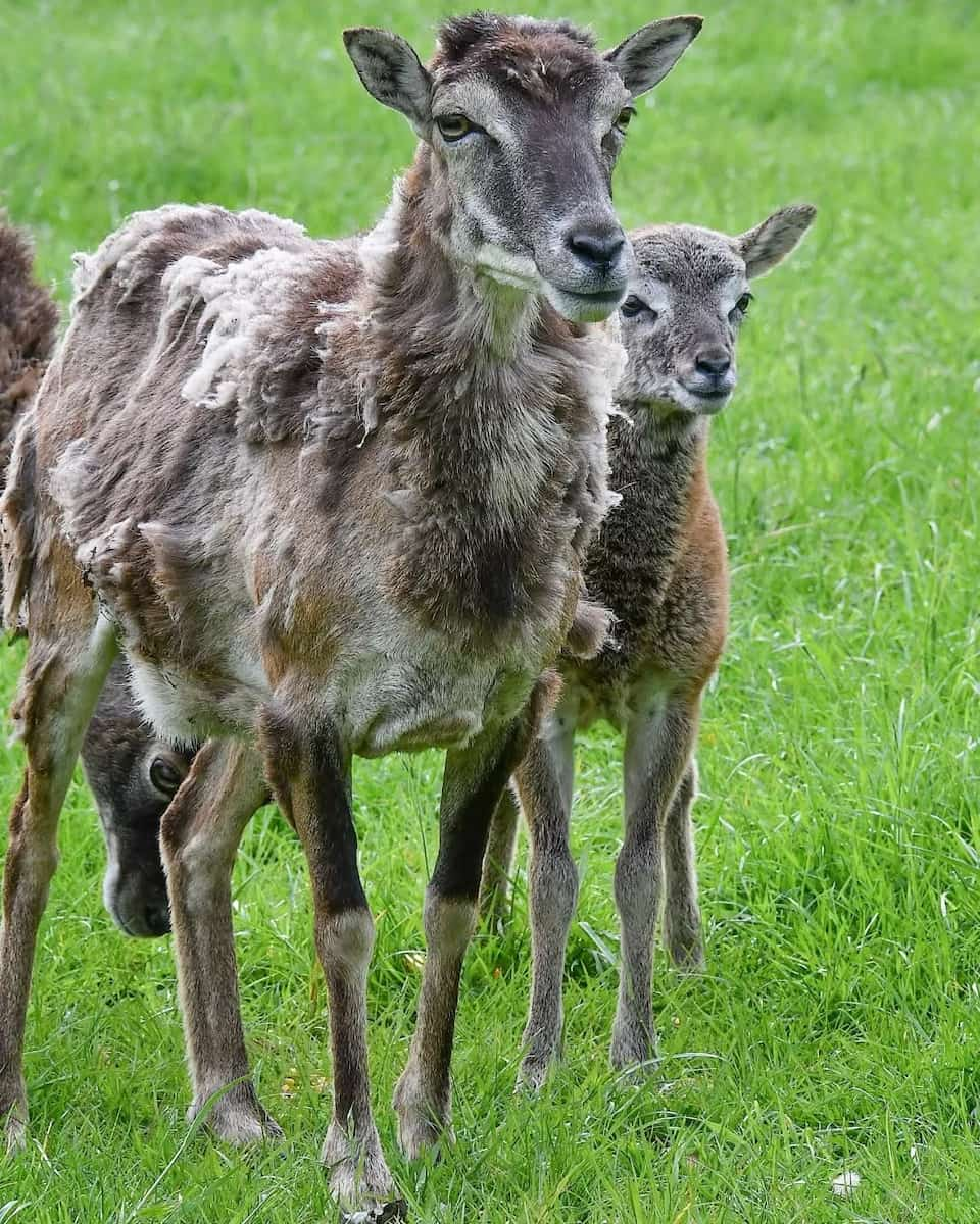 Tiergarten, Hannover