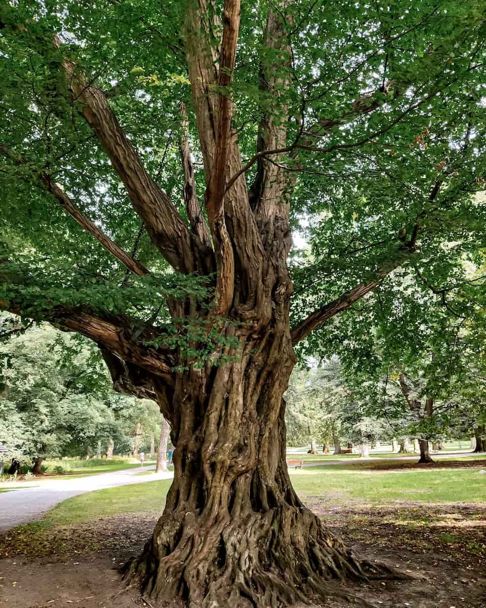 Tiergarten, Hannover