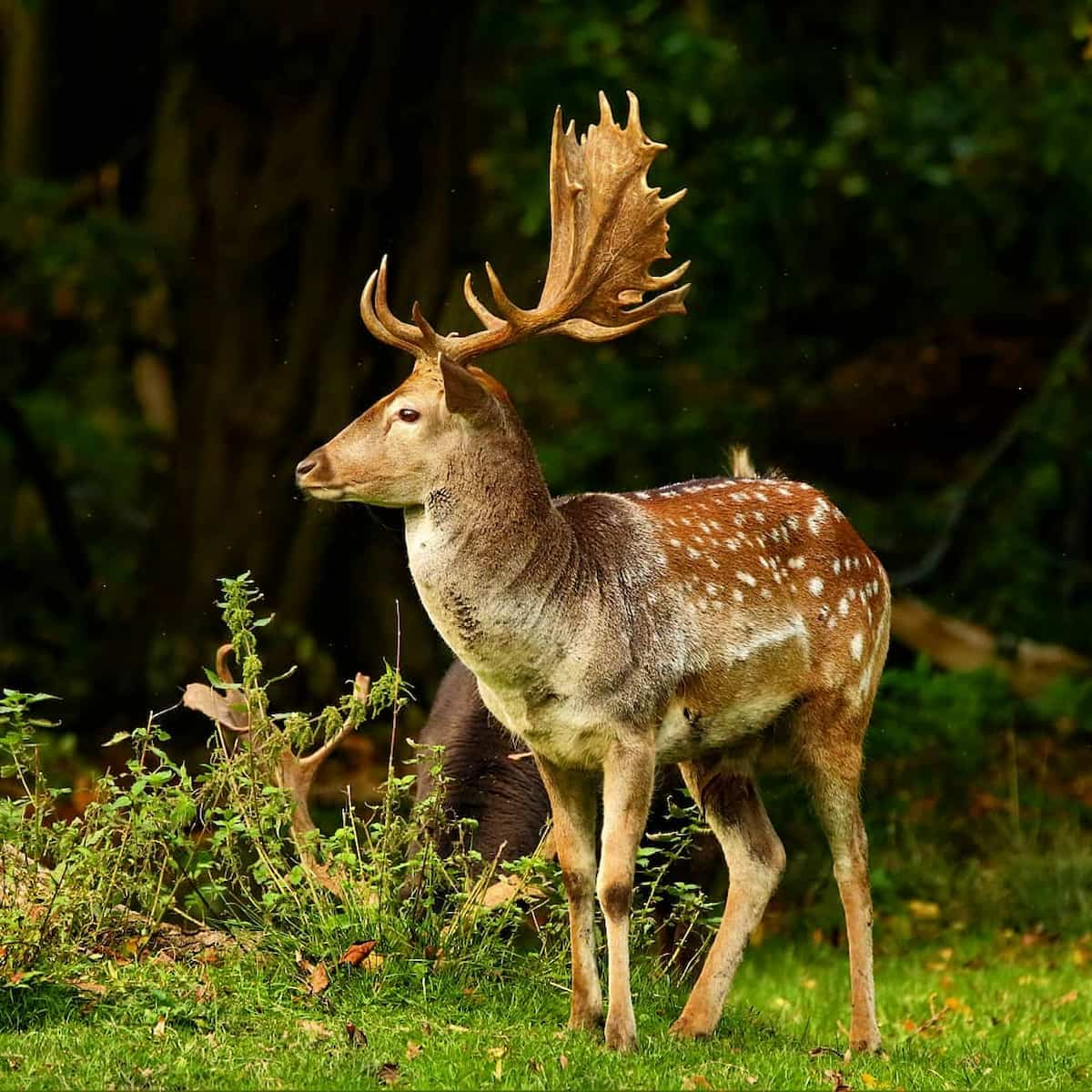 Tiergarten, Hannover