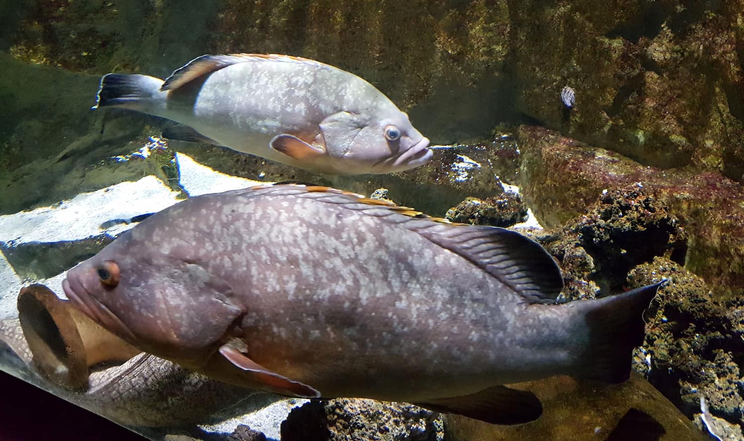 Acquario di Livorno