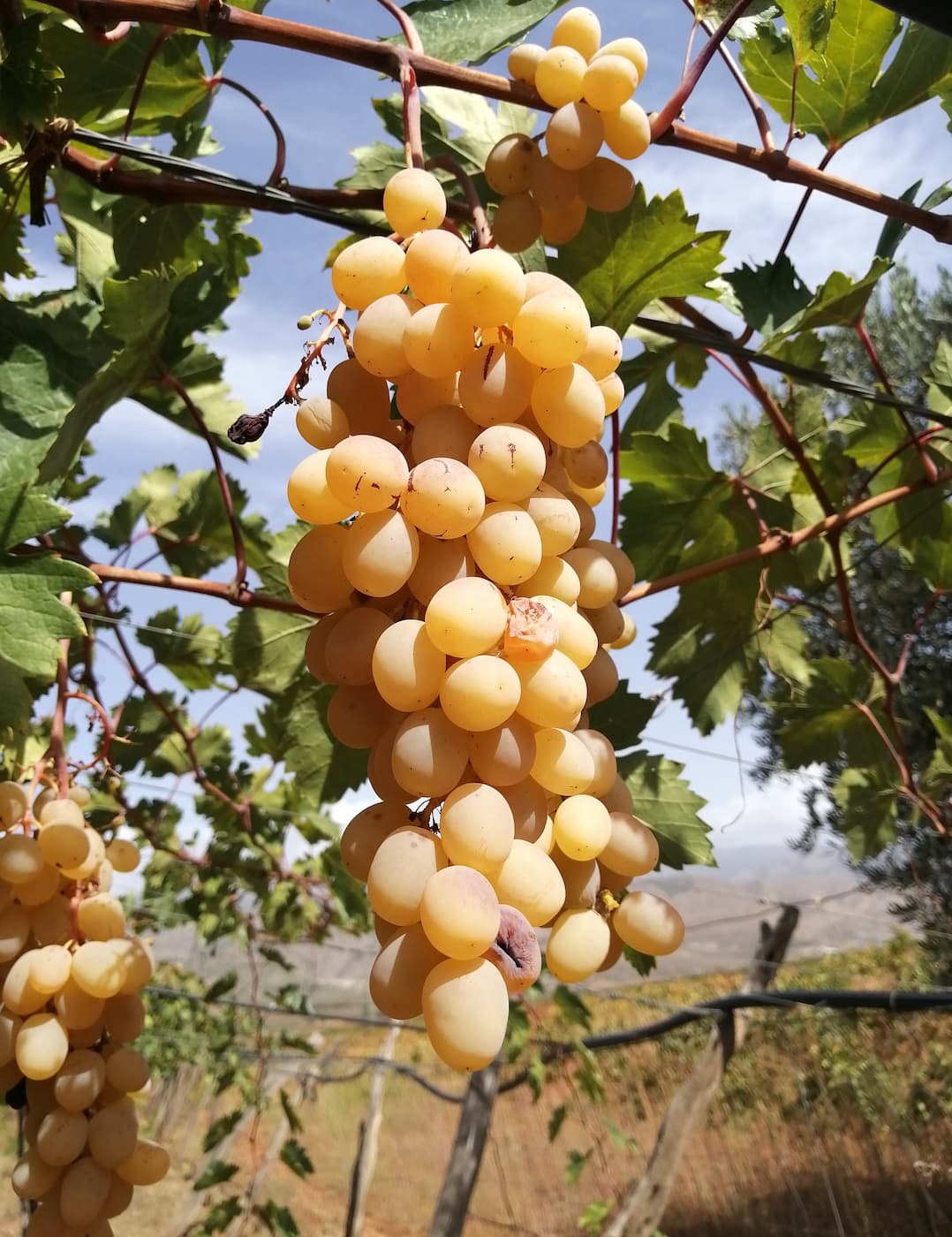 Andalusian Wine Route Ronda