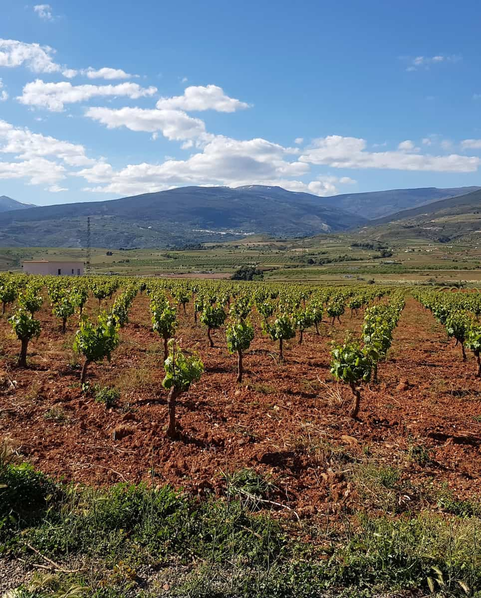 Andalusian Wine Route Ronda