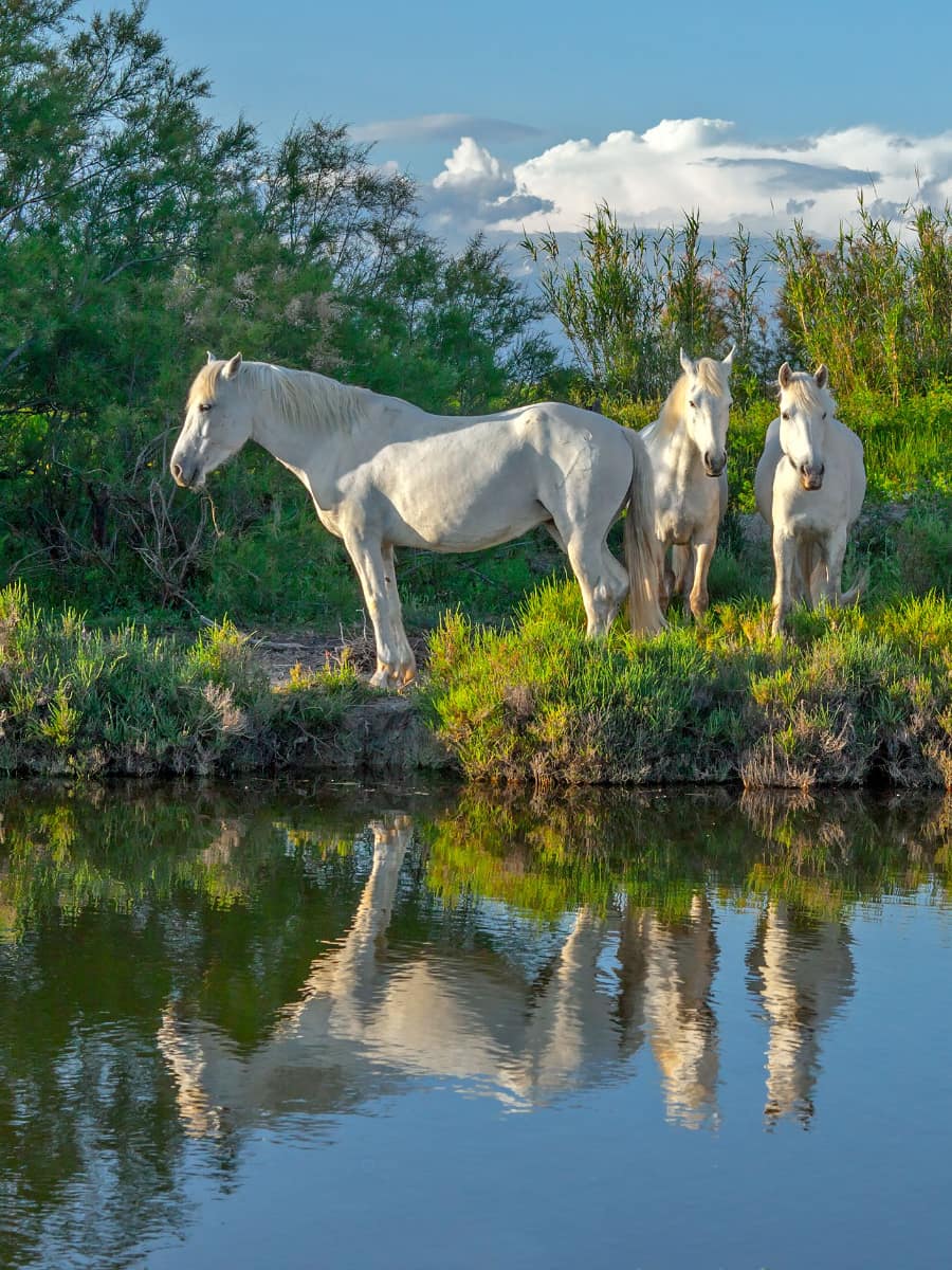 Camargue Regional Nature Park, Arles