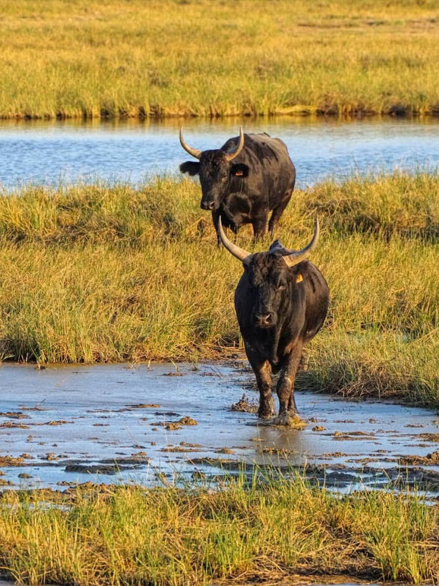 Camargue Regional Nature Park, Arles