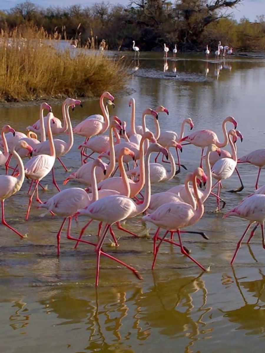 Camargue Regional Nature Park, Arles