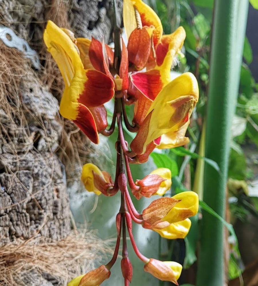 Estepona Orchid House