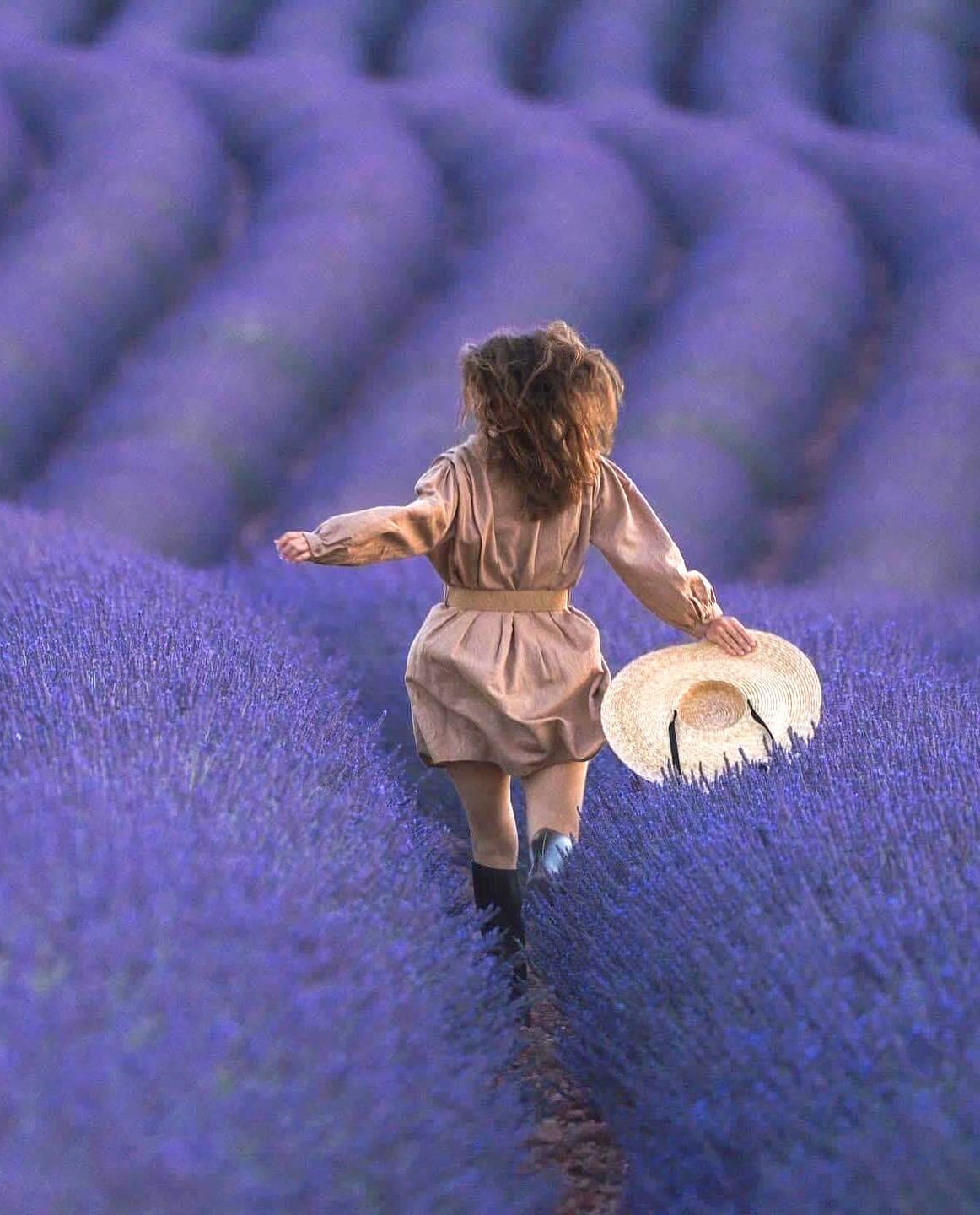 Provence Lavender Fields