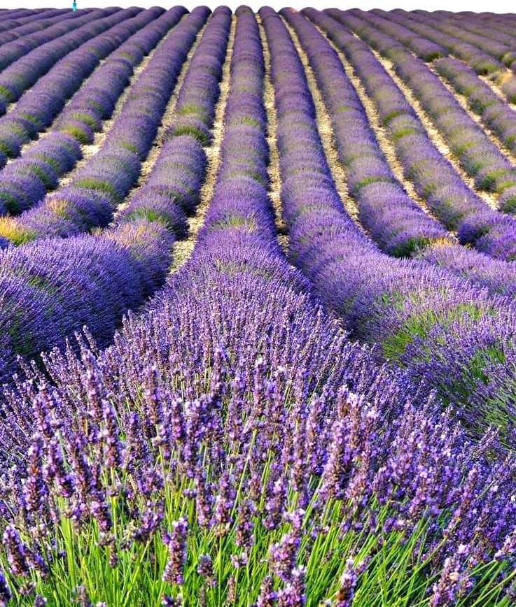 Provence Lavender Fields