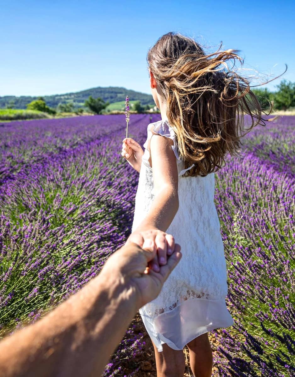 Provence Lavender Fields