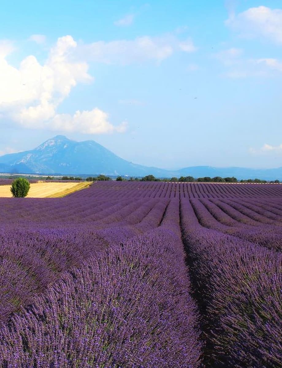 Provence Lavender Fields