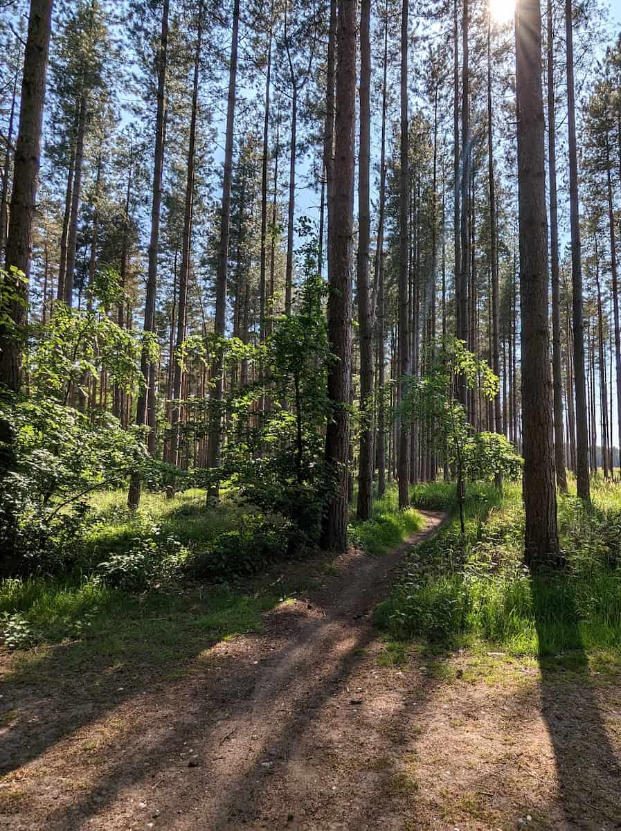 Thetford Forest Suffolk