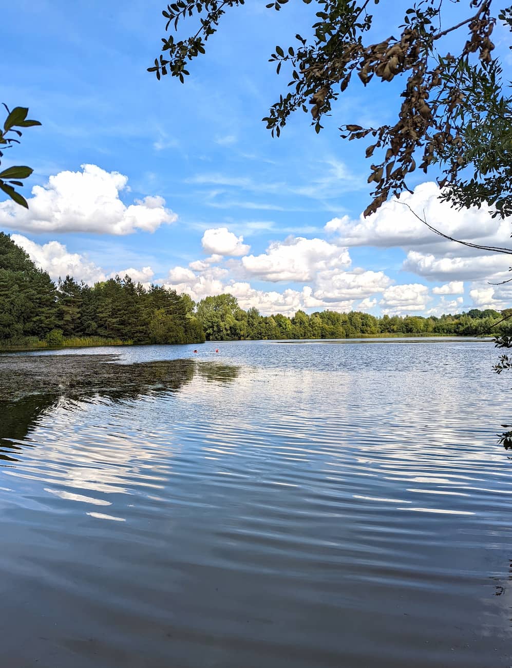 Thetford Forest Suffolk