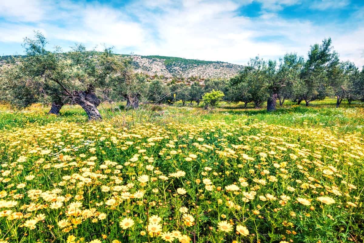 Spring Blooms in Laganas Spring Blooms in Laganas