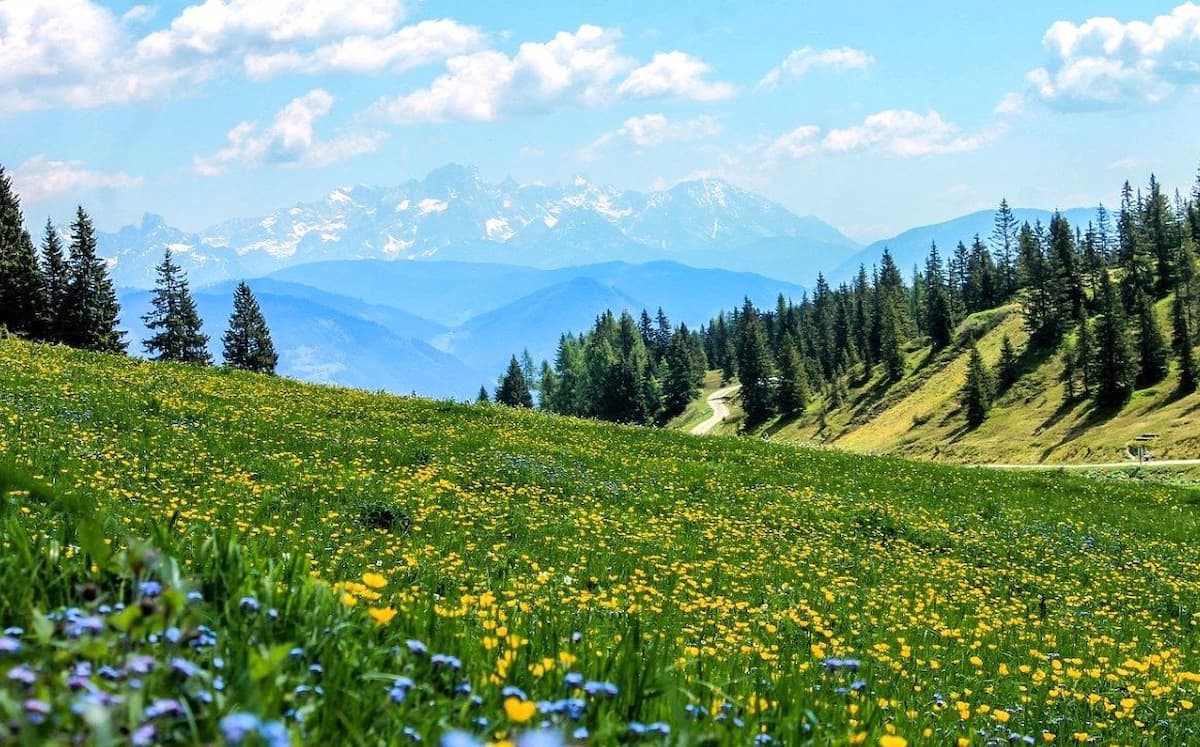 Wildflower Meadows Gstaad Wildflower Meadows Gstaad
