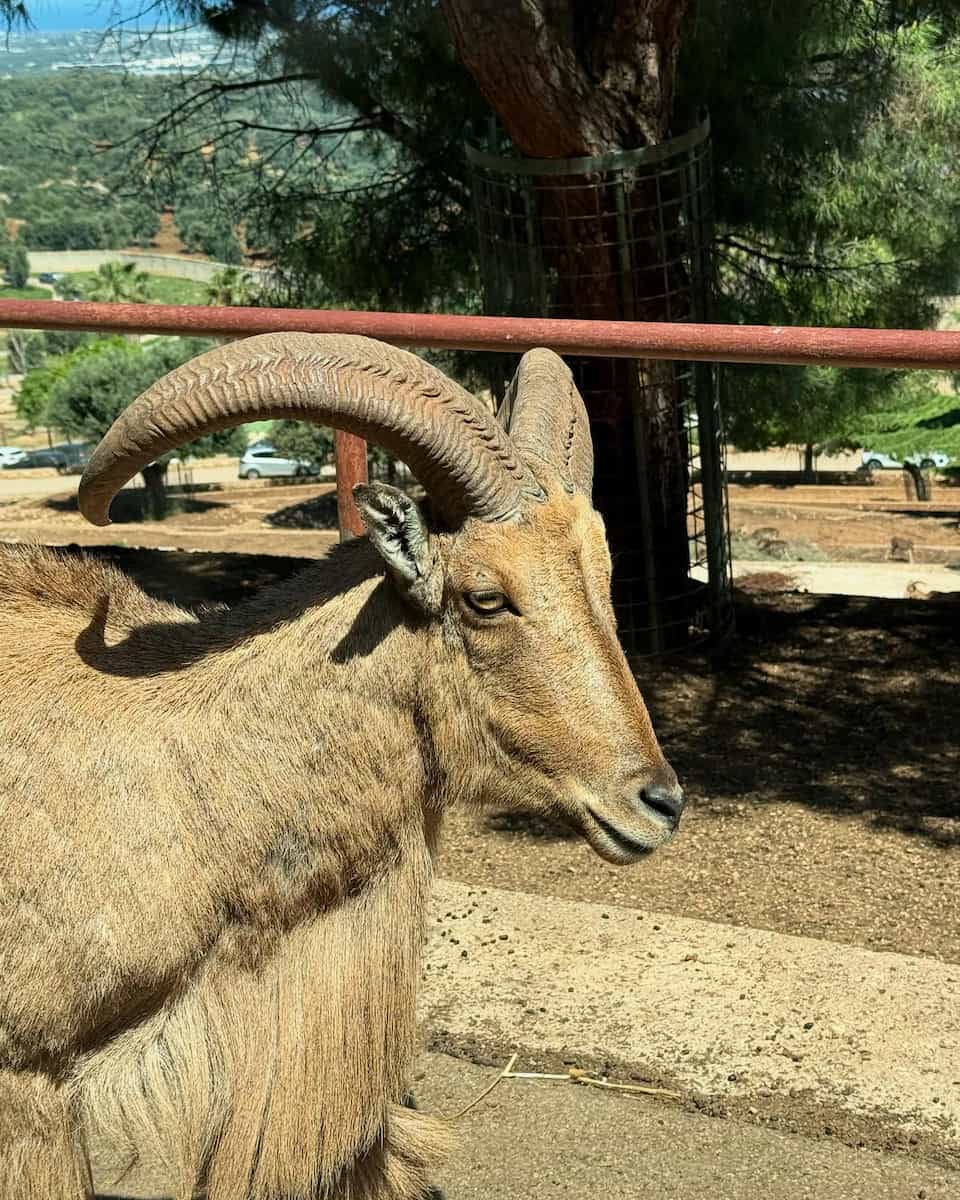 Zoosafari in Fasano
