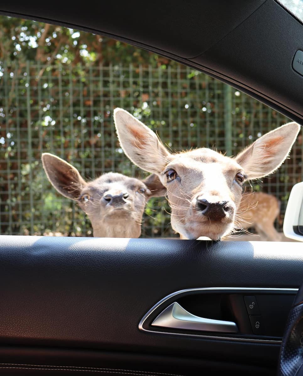 Zoosafari in Fasano