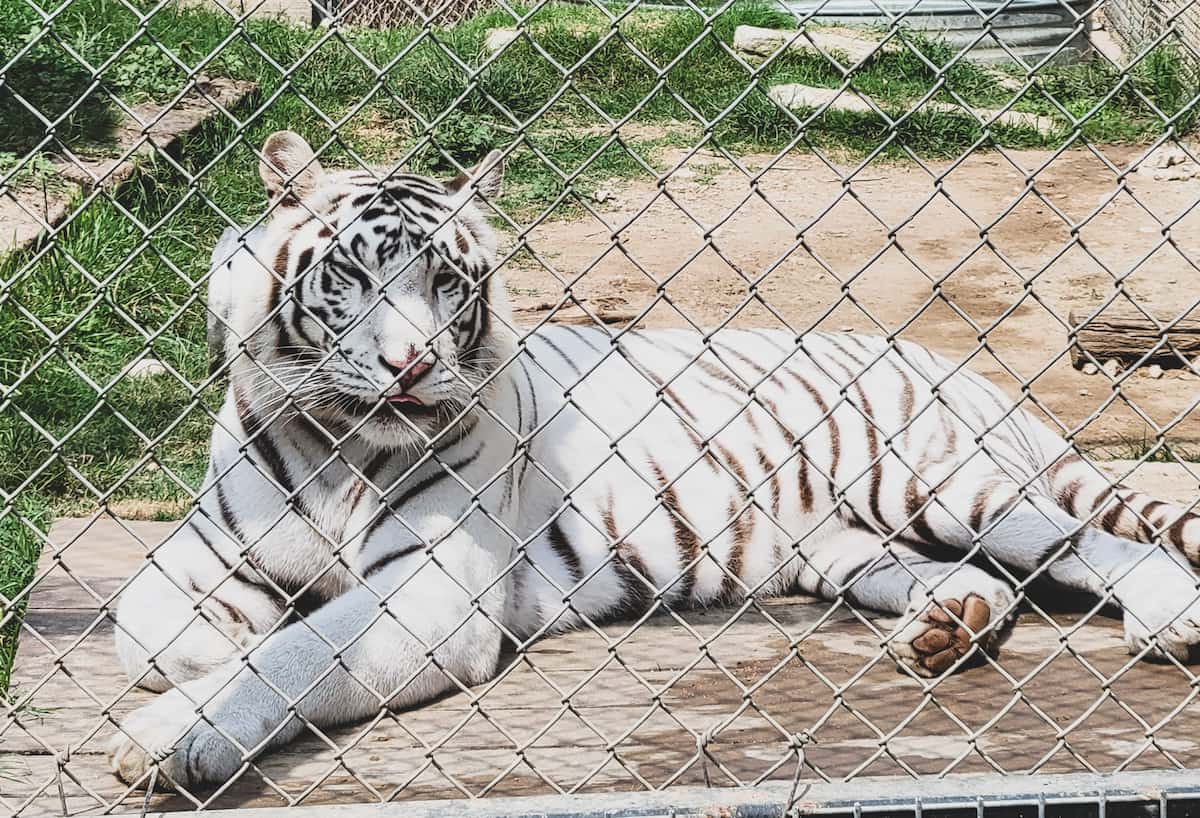 Austin Zoo