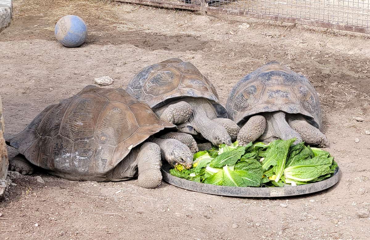 Austin Zoo