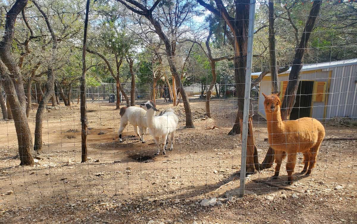 Austin Zoo