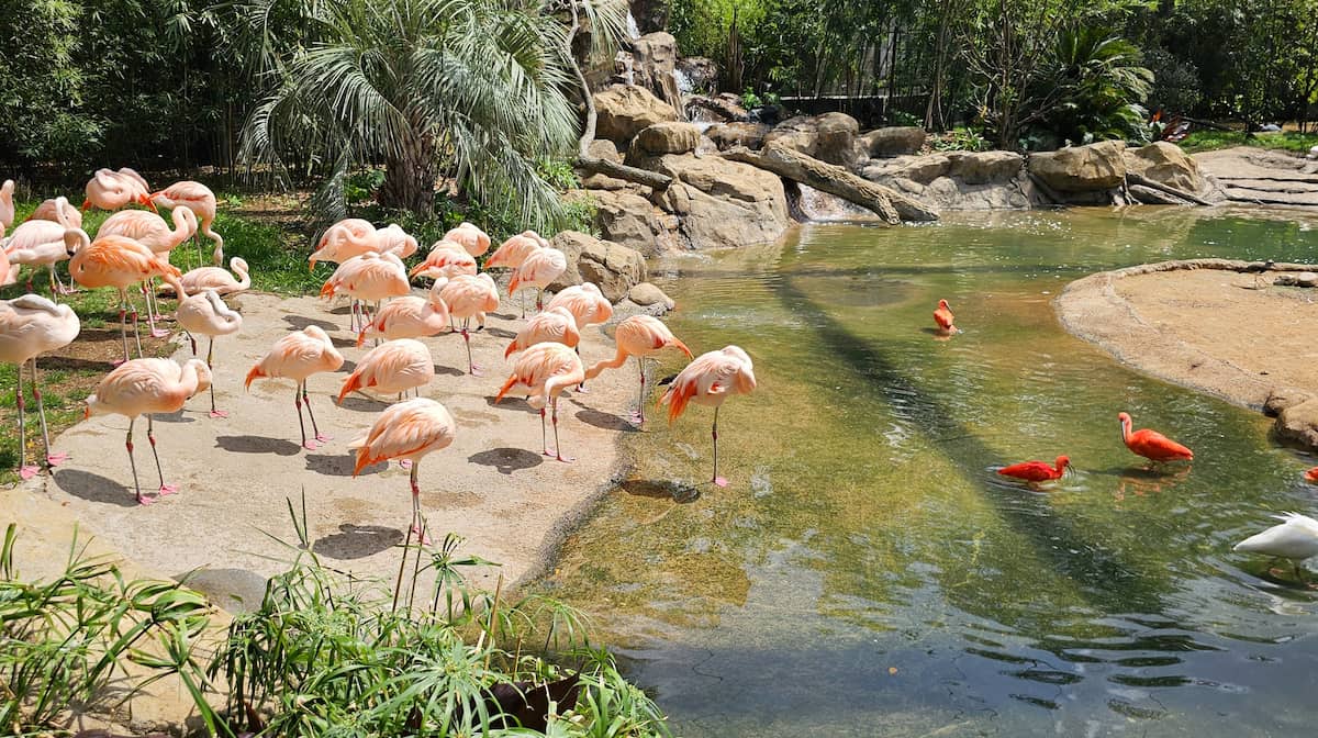Houston Zoo