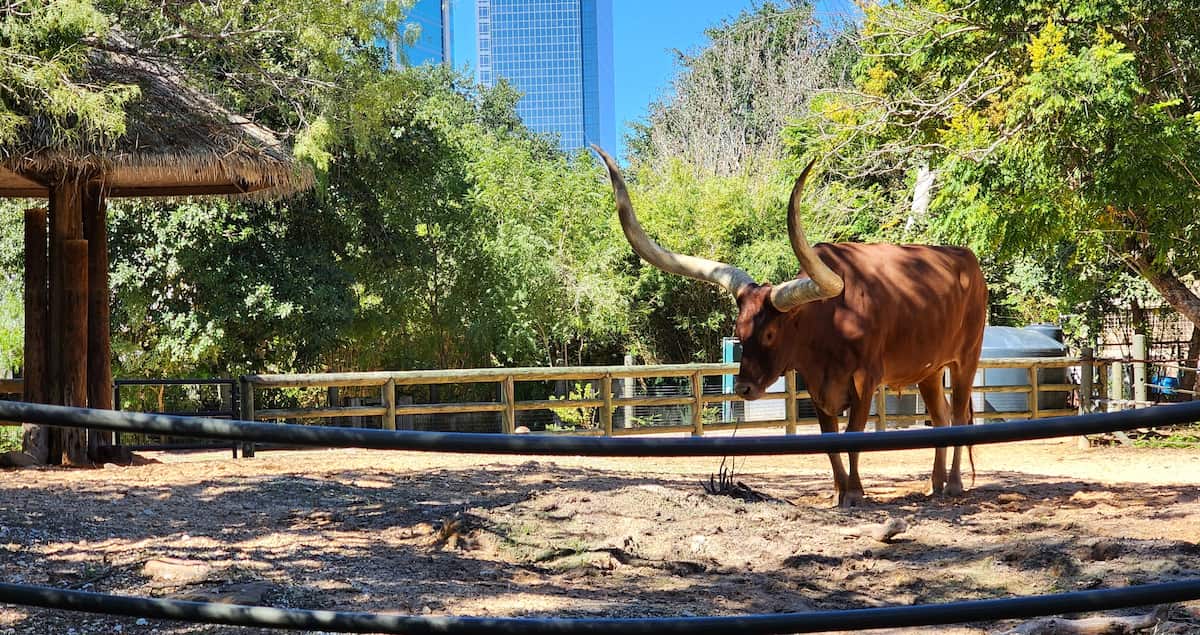 Houston Zoo