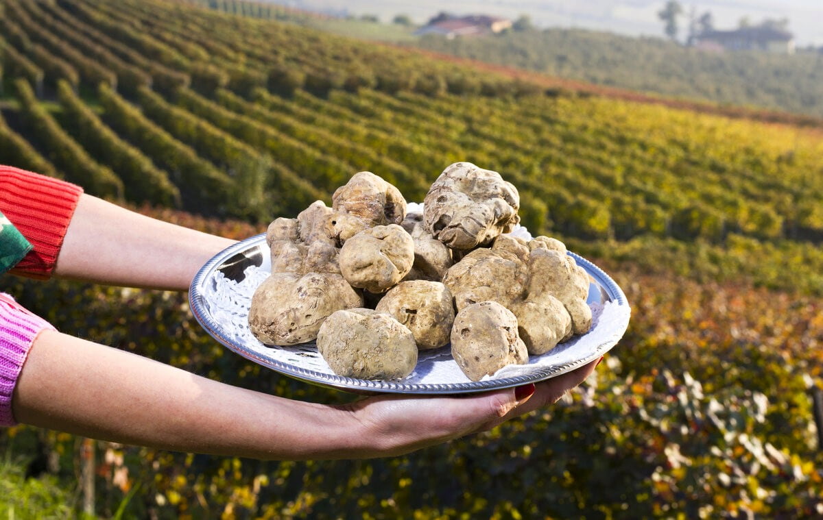National Fair of White Truffle Rimini National Fair of White Truffle Rimini