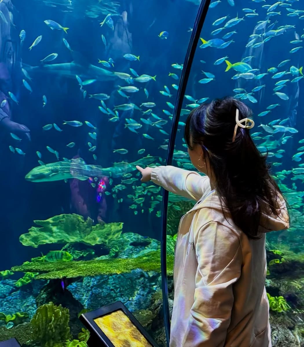 Shedd Aquarium, Chicago