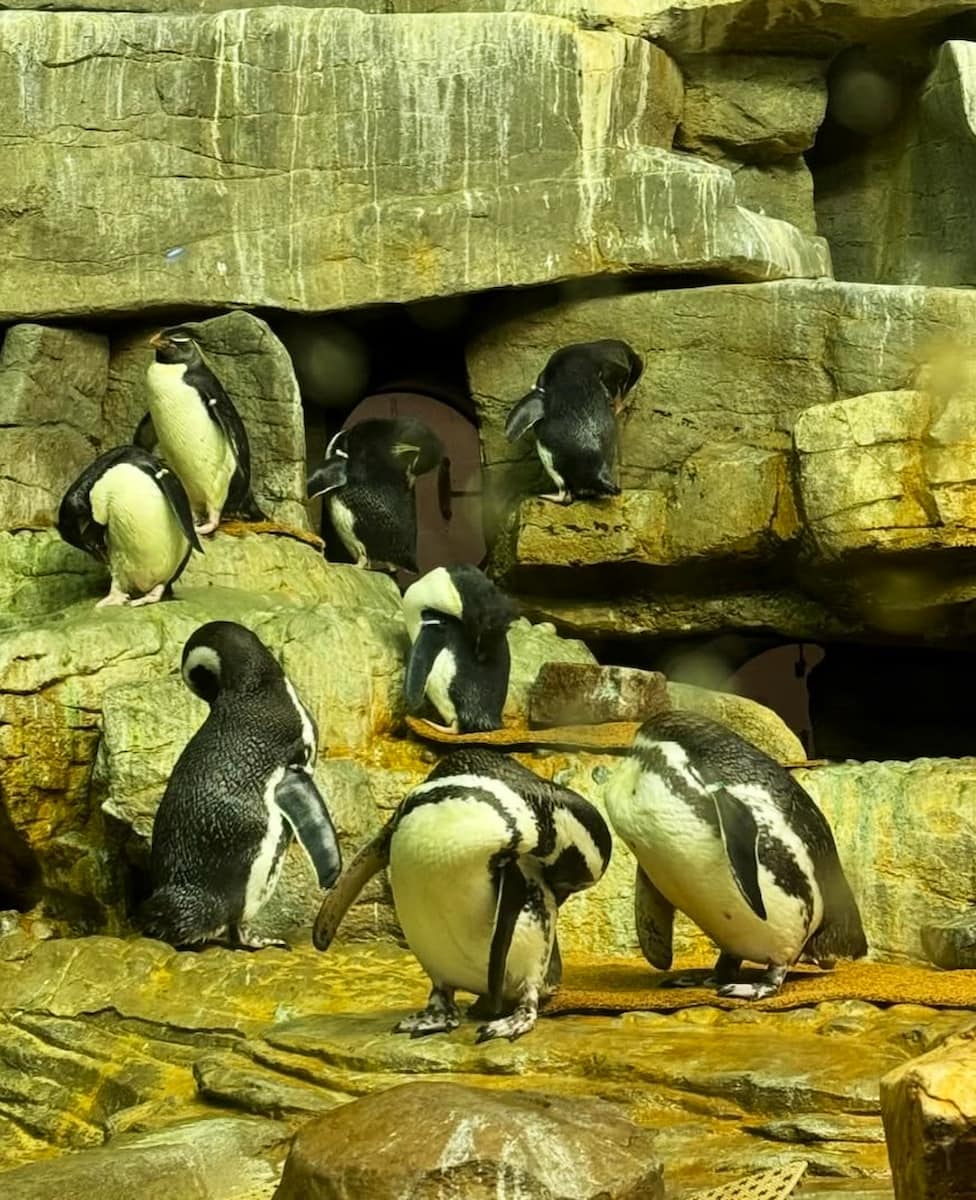 Shedd Aquarium, Chicago