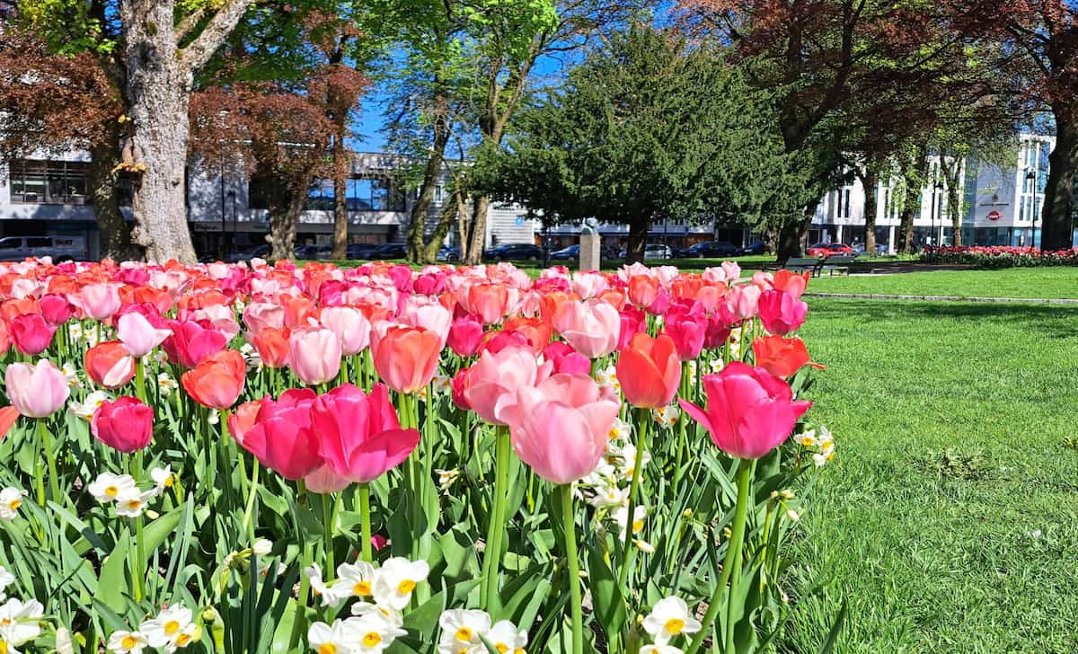 Spring Blooms Kristiansand Spring Blooms Kristiansand