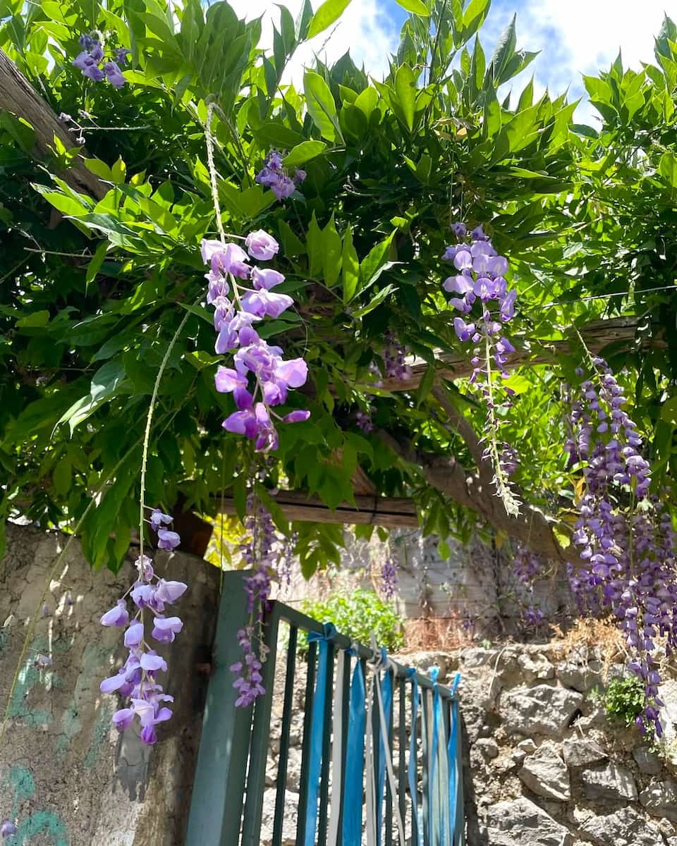 Spring in Praiano