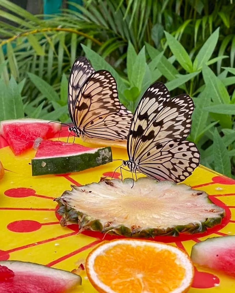 Butterfly Park, Singapore