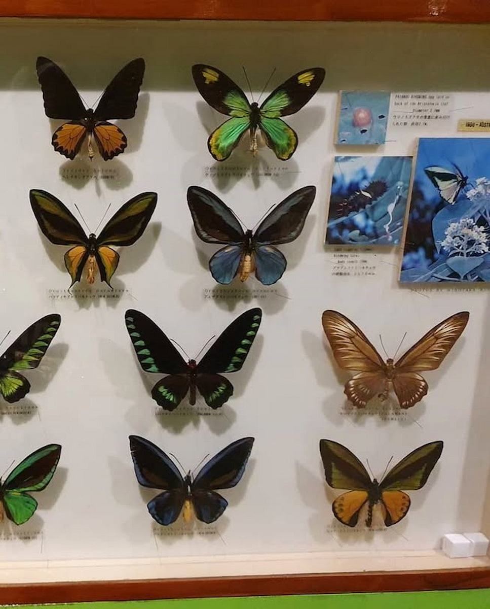 Butterfly Park, Singapore