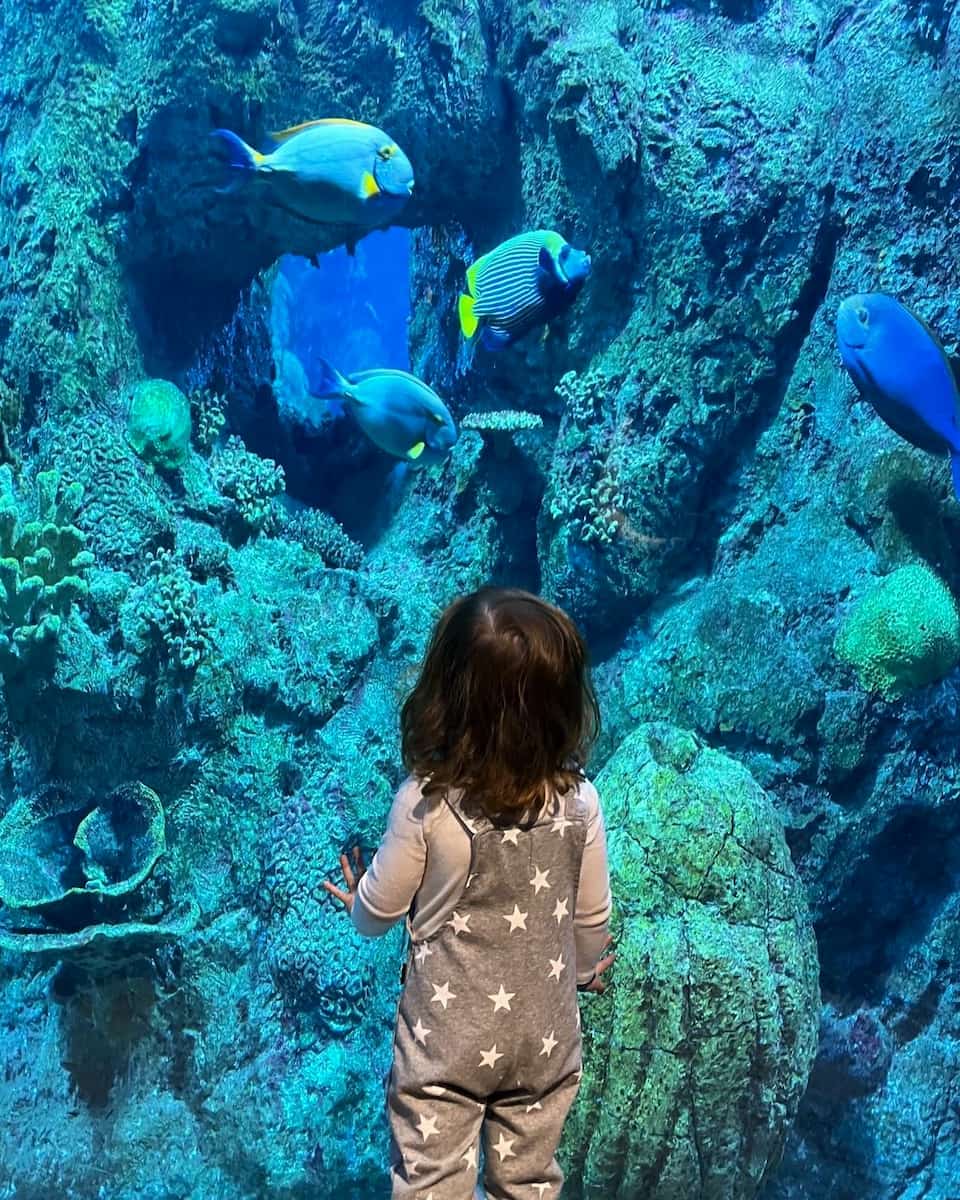 Denver Aquarium, Colorado