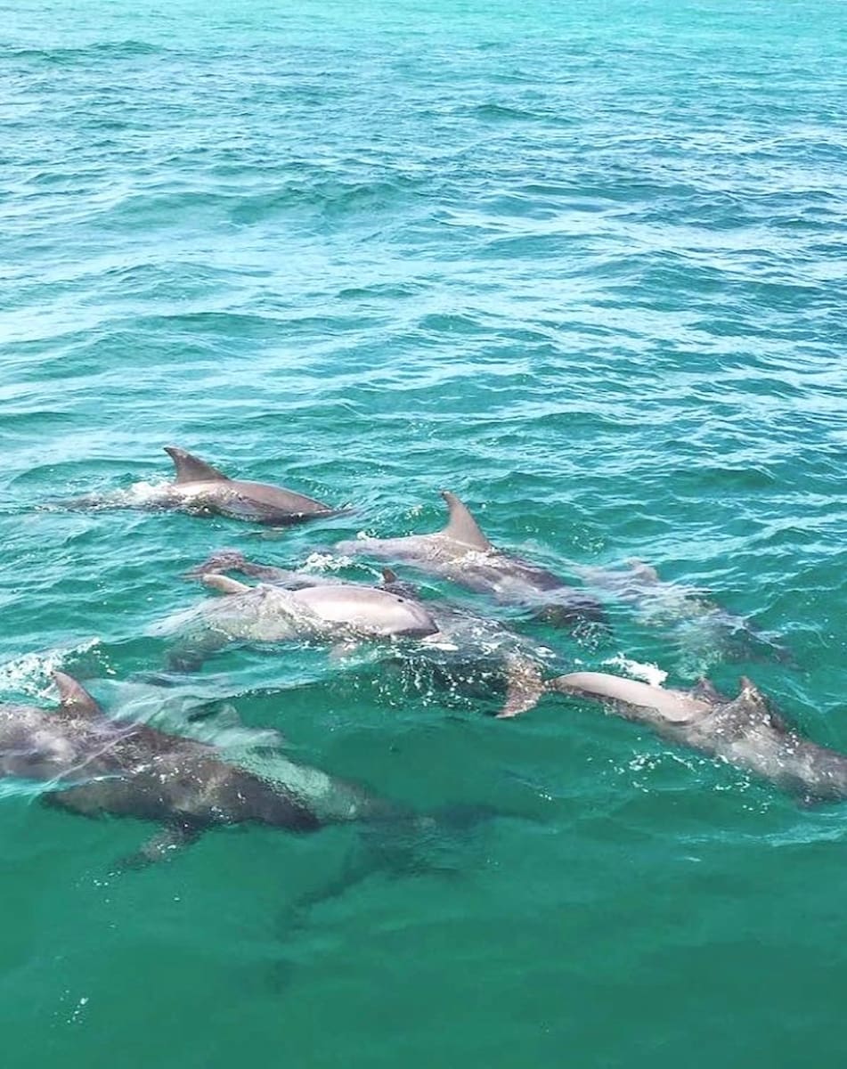 Destin Dolphin Cruise
